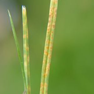 rust on lawn